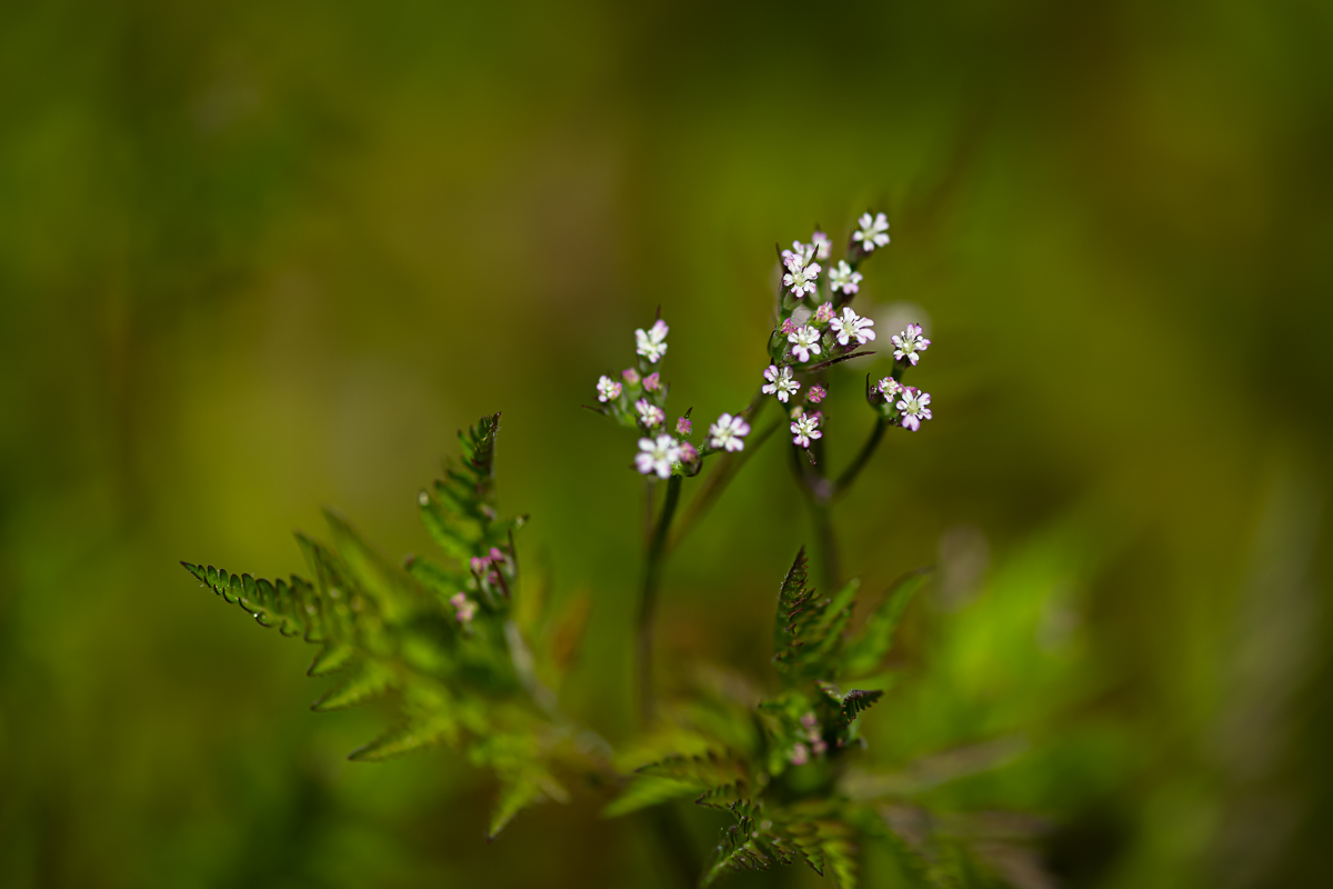 DSC_8002.jpg