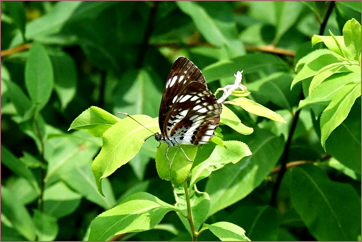 KHS02119.jpg