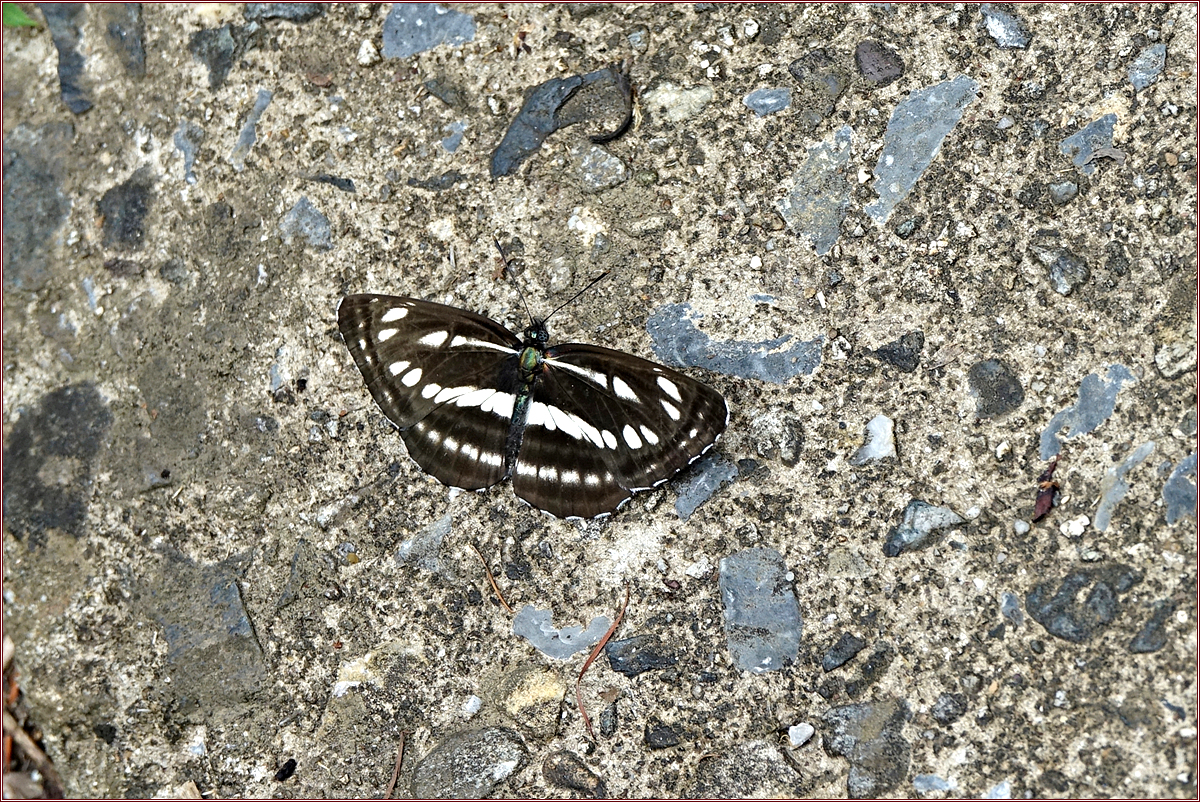 KHS03897.jpg