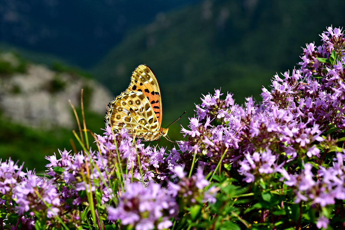 DSC_7848.jpg