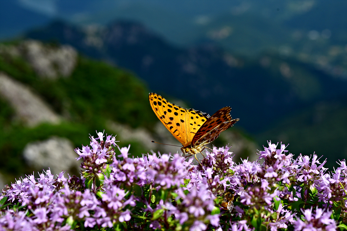 DSC_7838.jpg