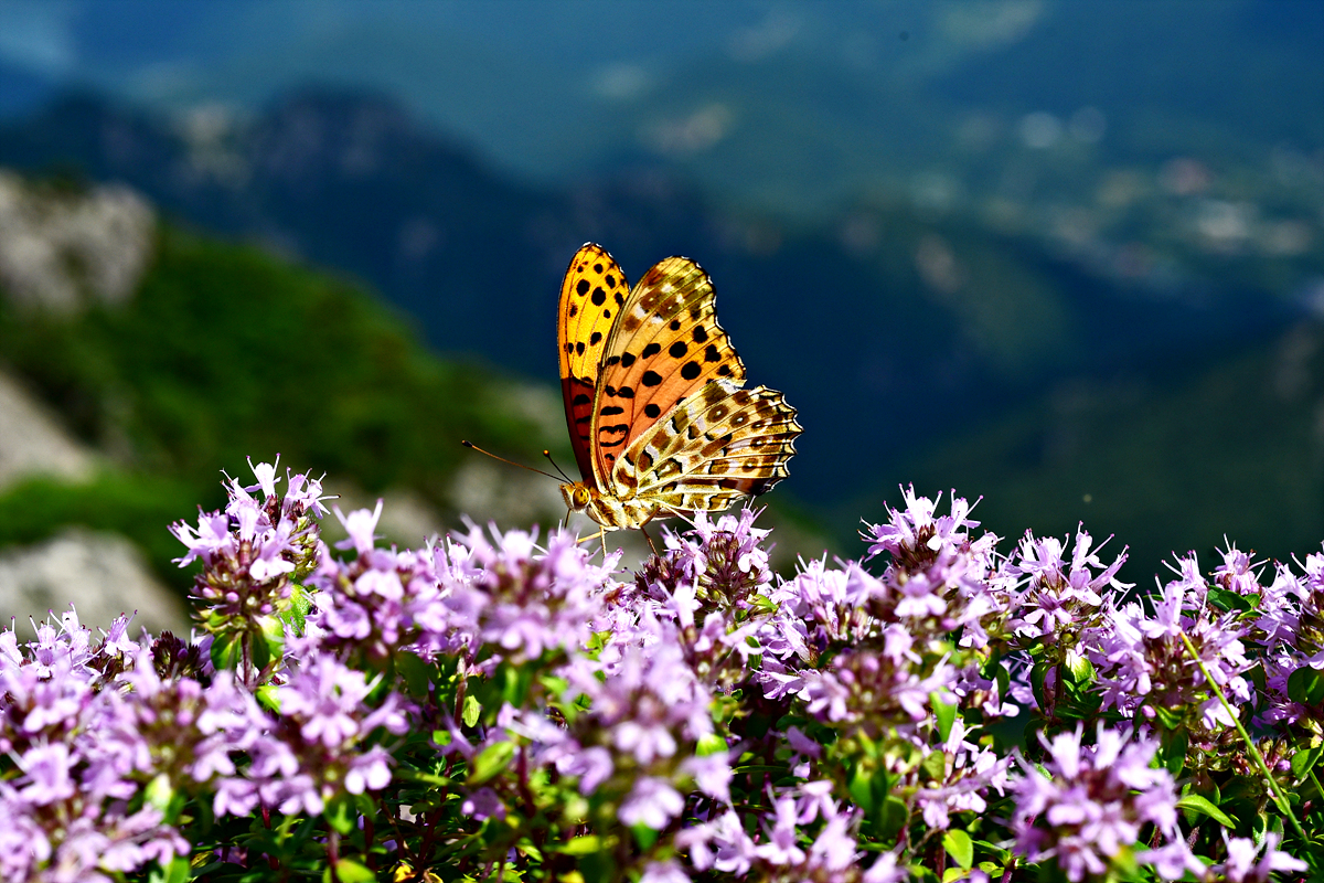DSC_7840.jpg