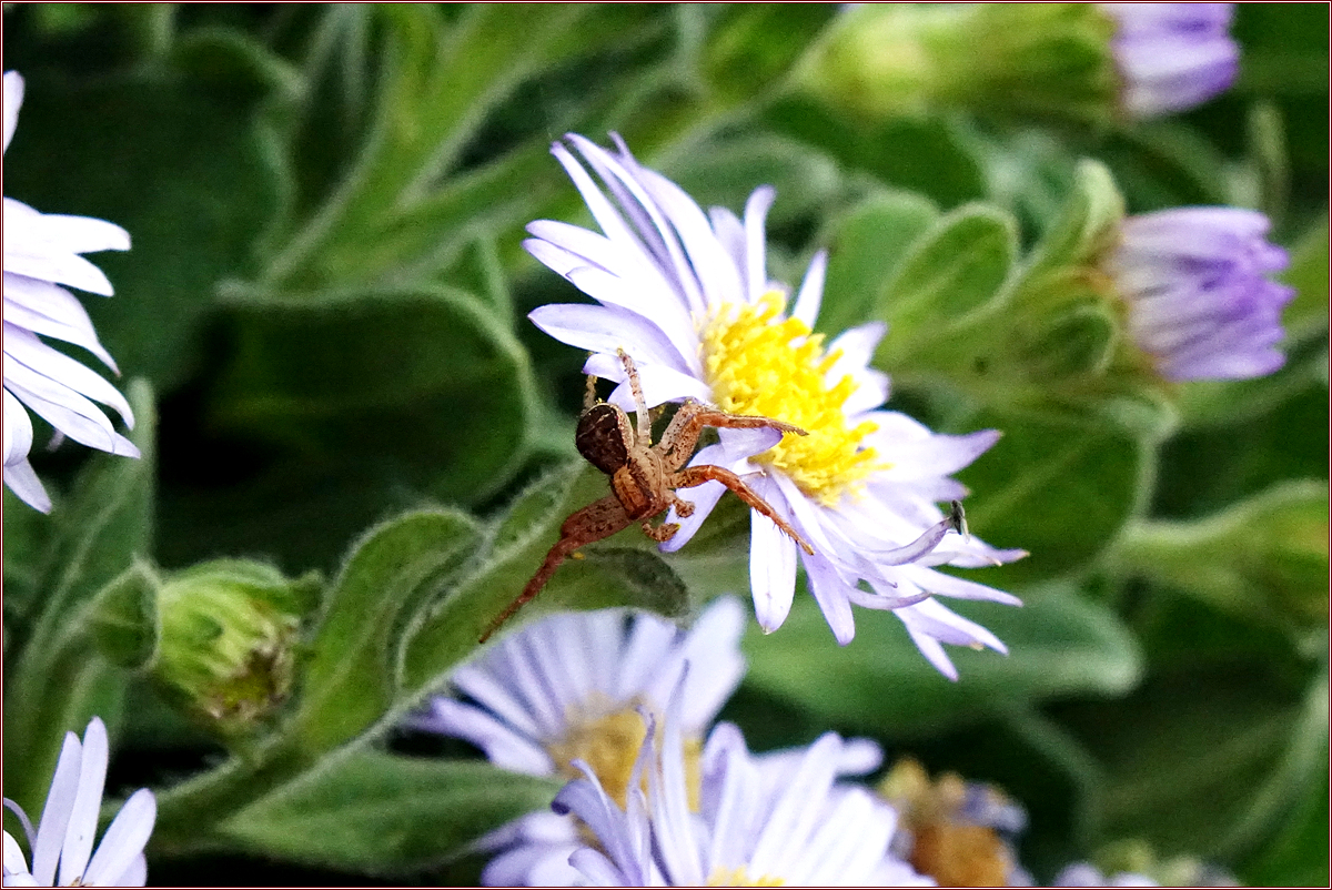 DSC00137대륙게거미.jpg