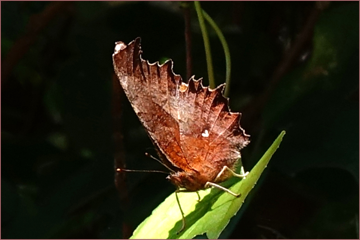KHS07149.jpg