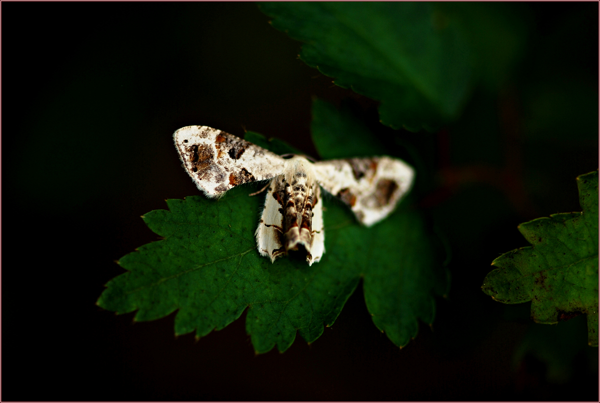 DSC_5846검은띠쌍꼬리나방.jpg