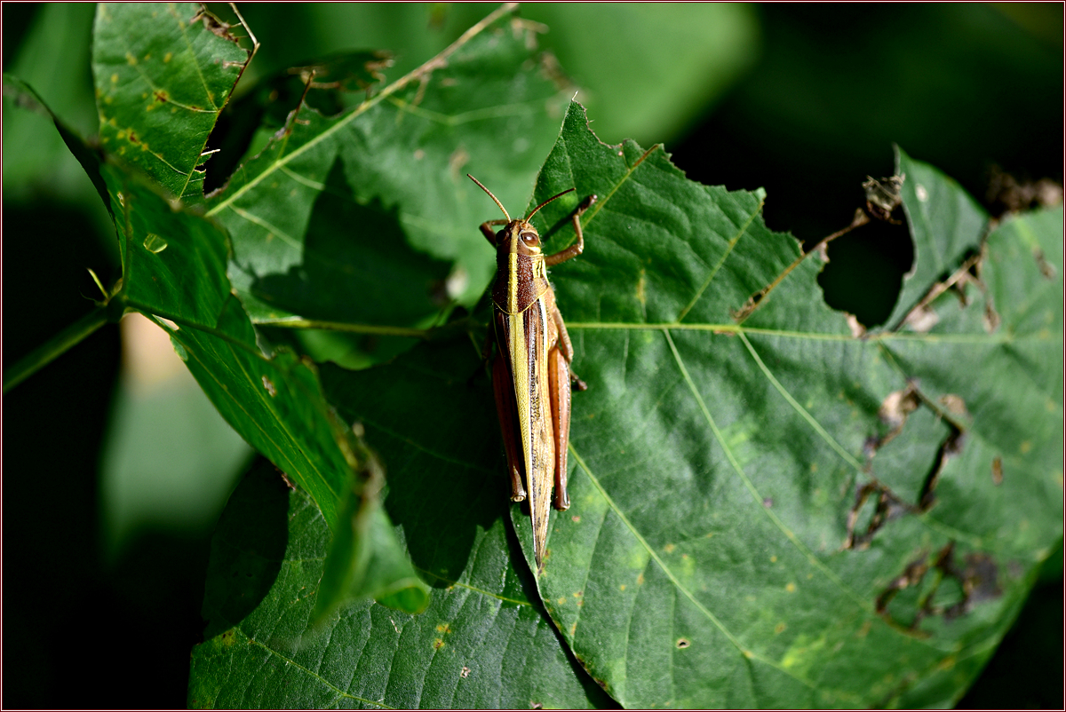 DSC_7080.jpg