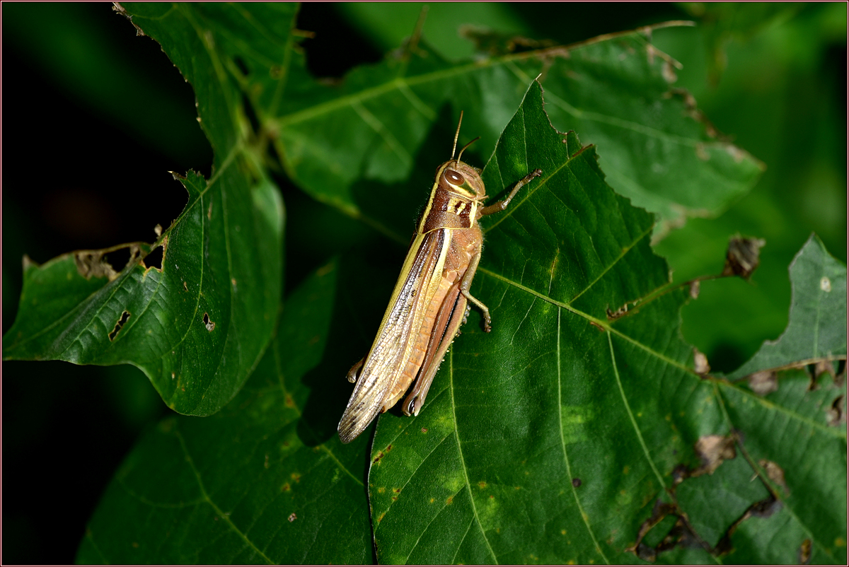 DSC_7078각시메뚜기.jpg