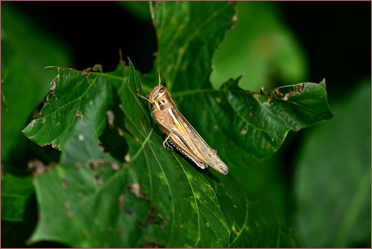 DSC_7081.jpg