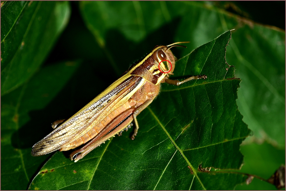 DSC_7079.jpg