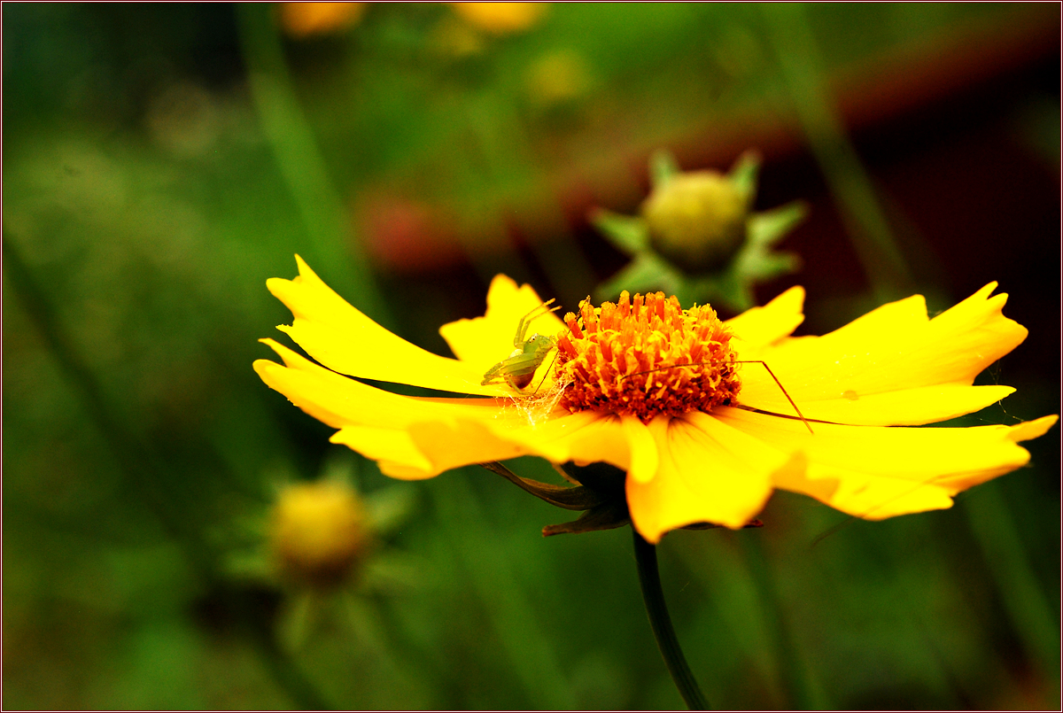 DSC_2411각시꽃게거미.jpg