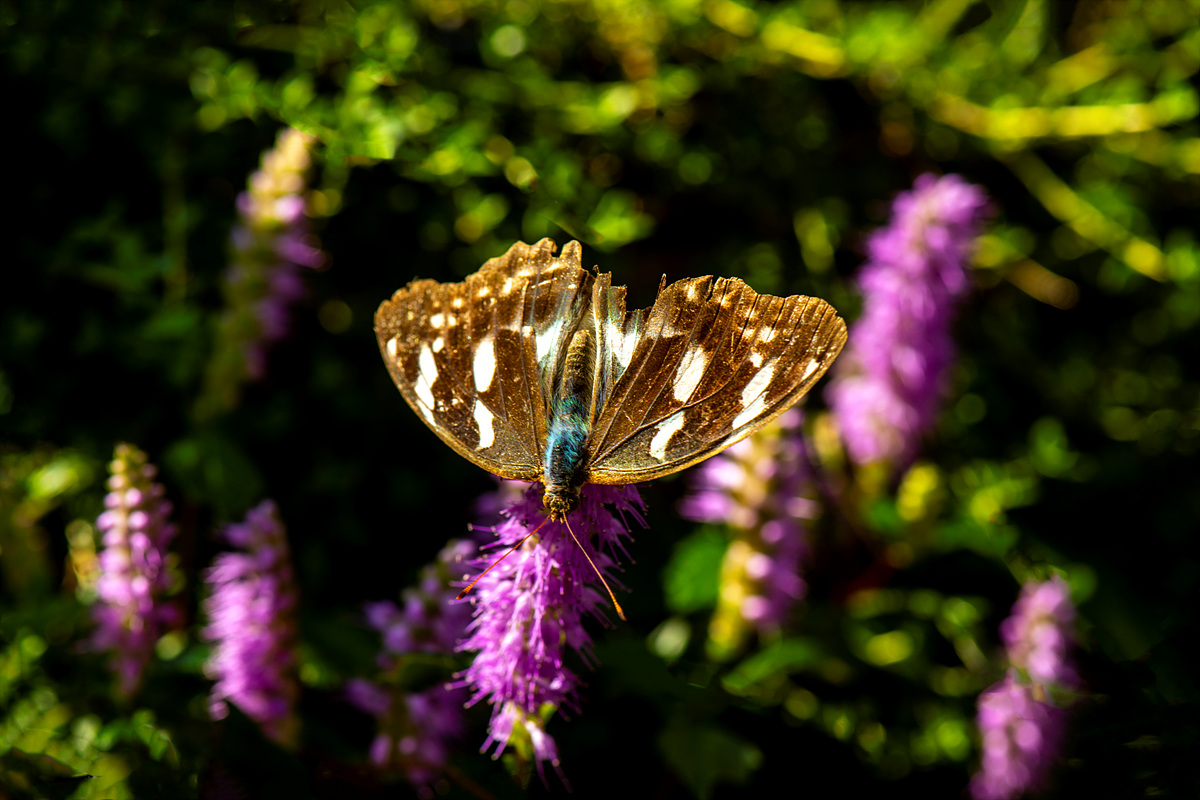 DSC_8811ss.jpg