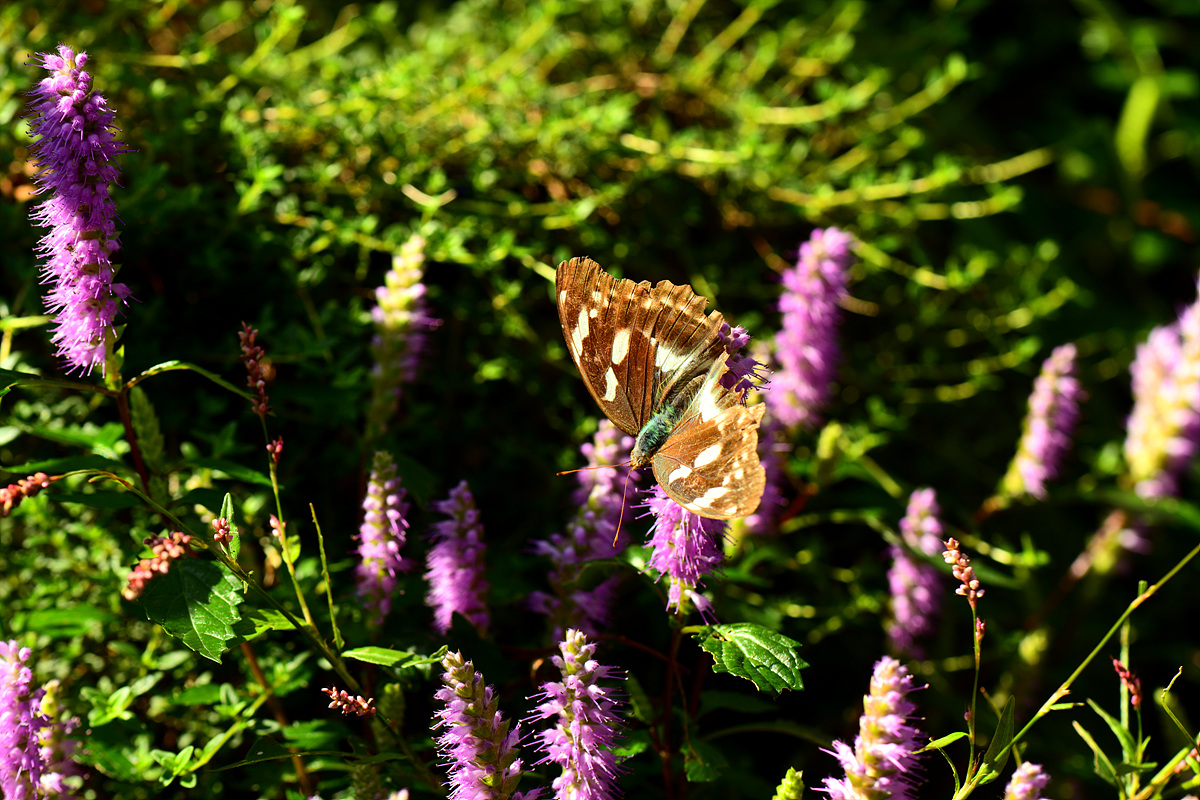 DSC_8812.jpg