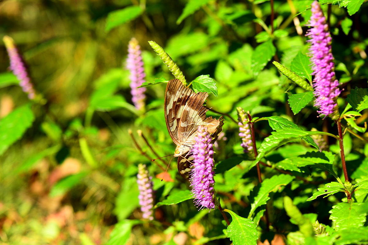 DSC_8814.jpg