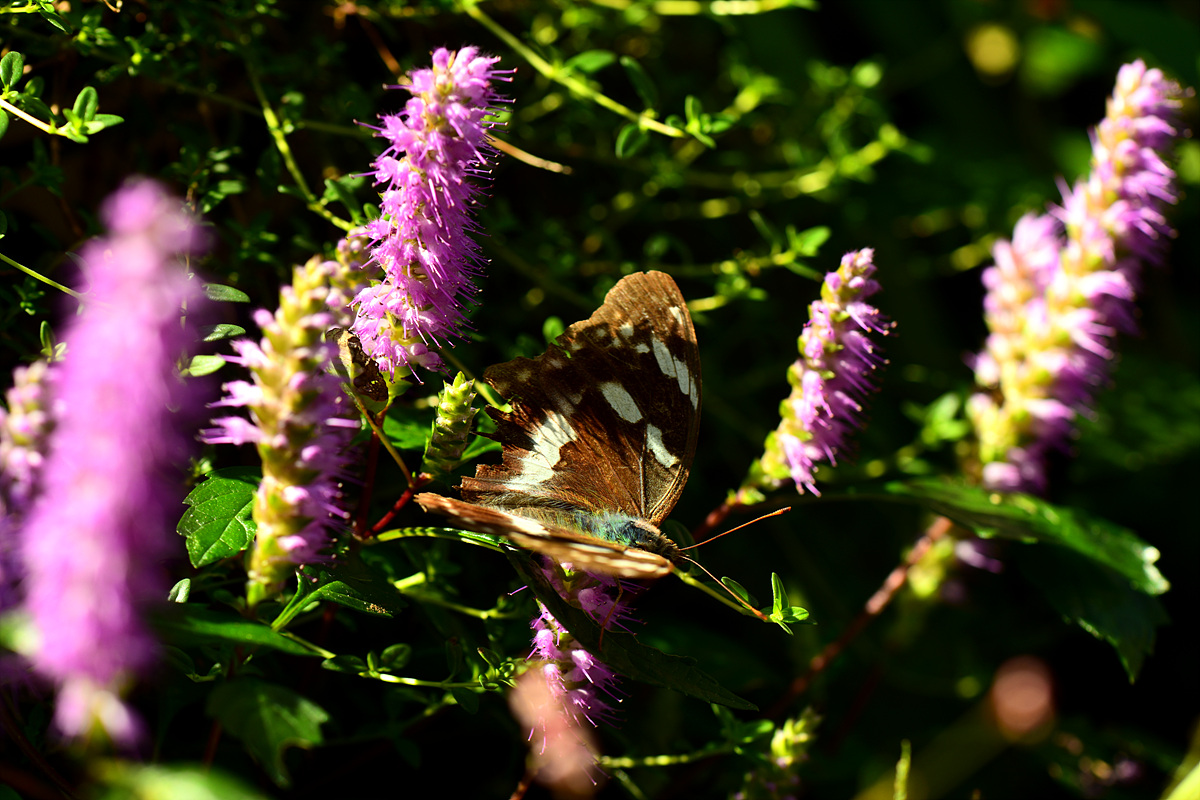 DSC_8813.jpg