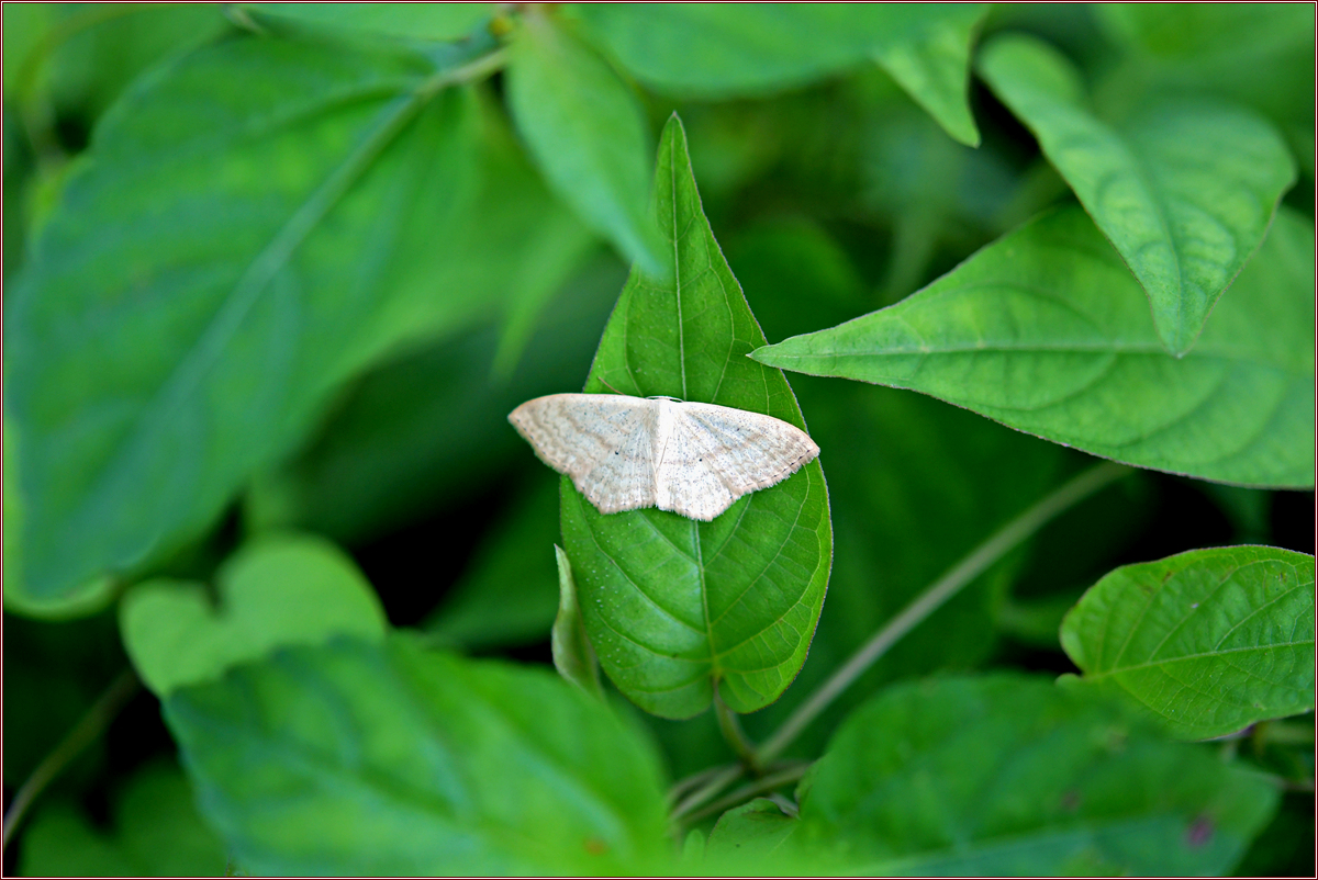DSC_6037큰애기자나방.jpg