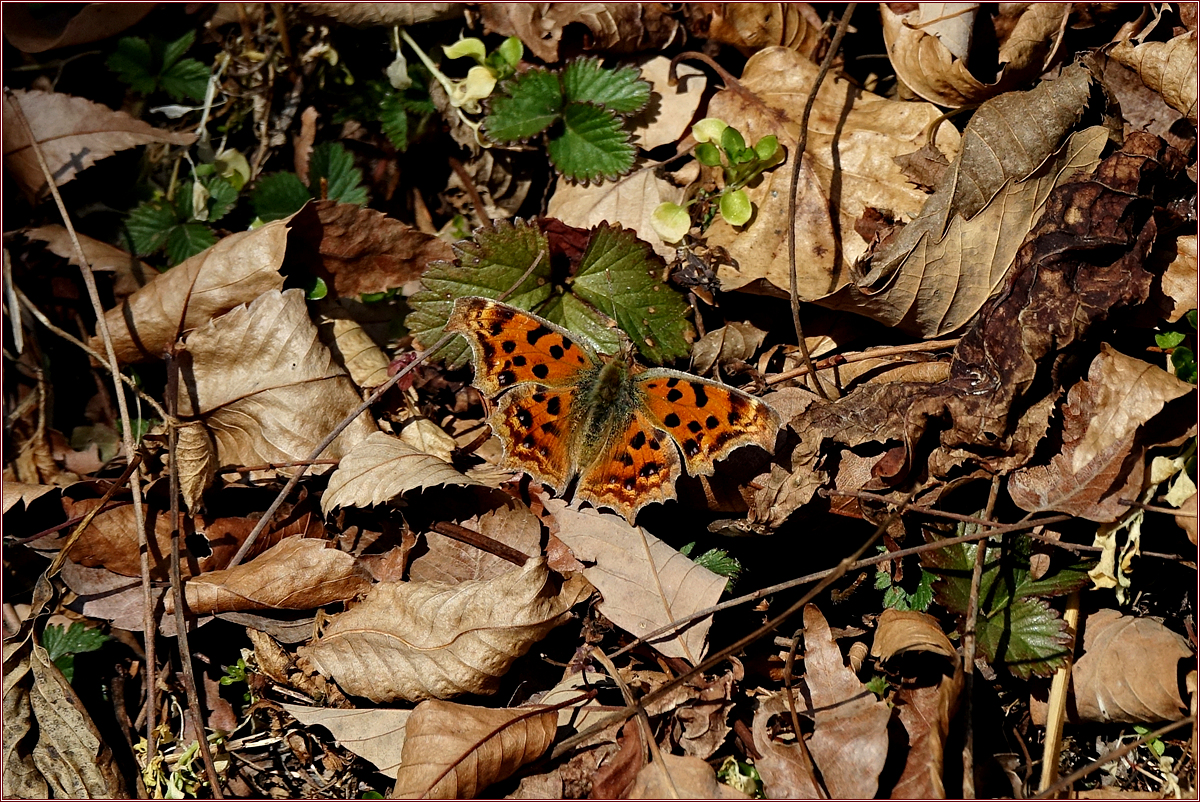 KHS09796.jpg