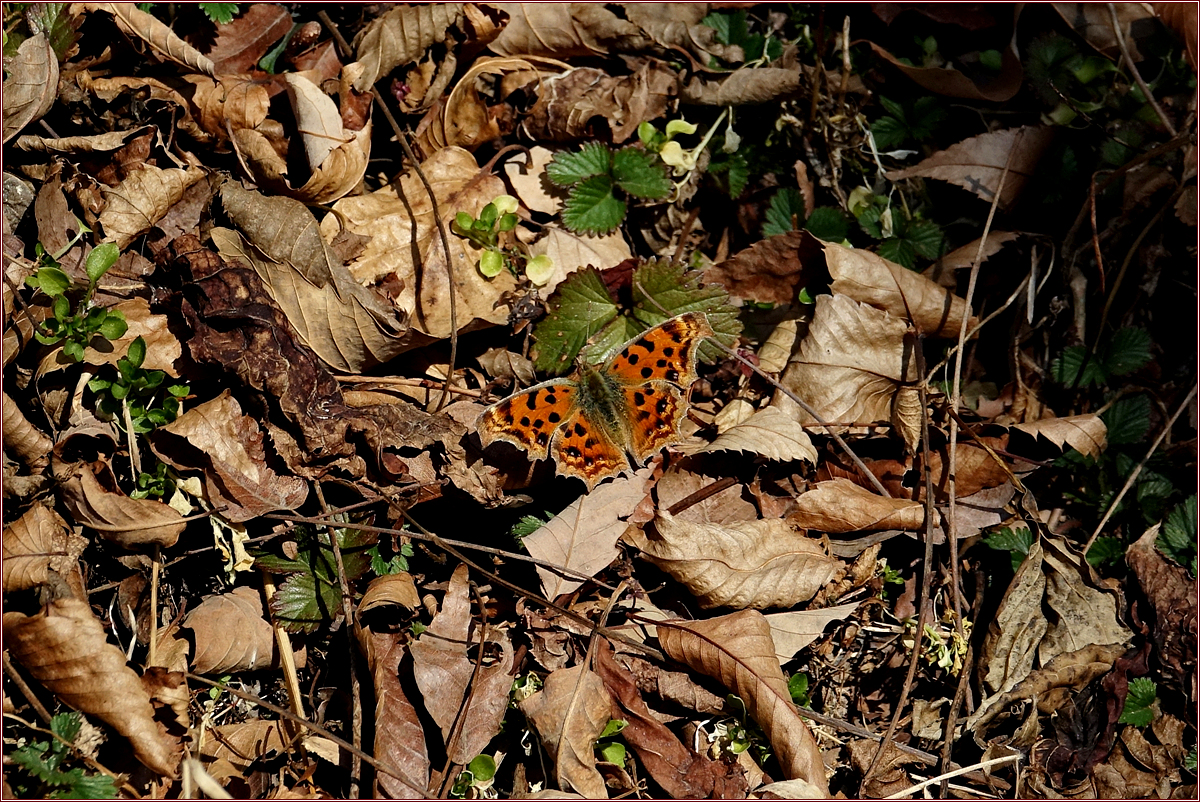 KHS09795.jpg
