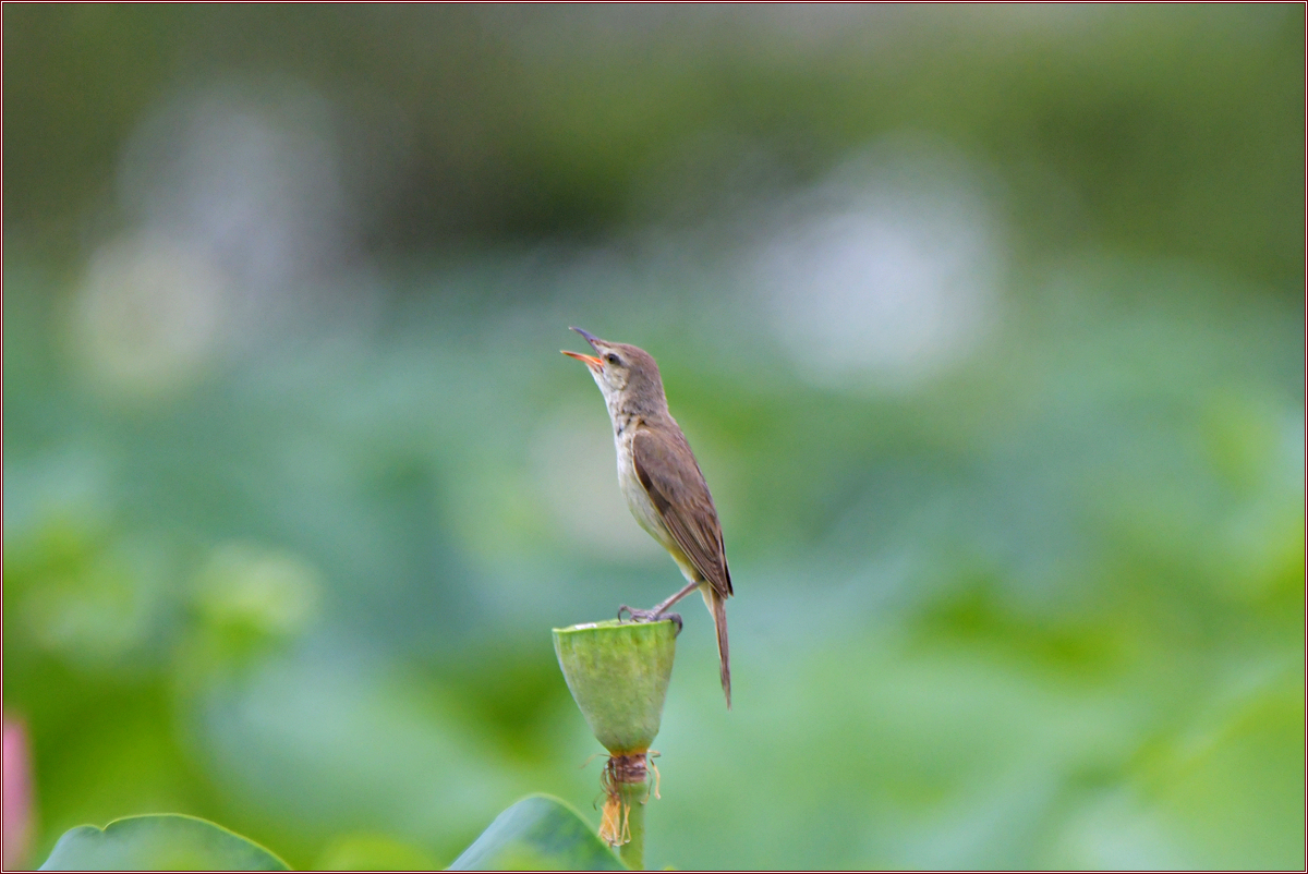 DSC_3494.jpg
