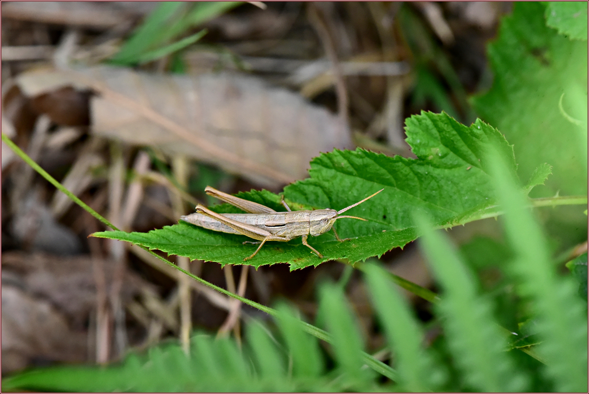 DSC_4017삽사리.jpg