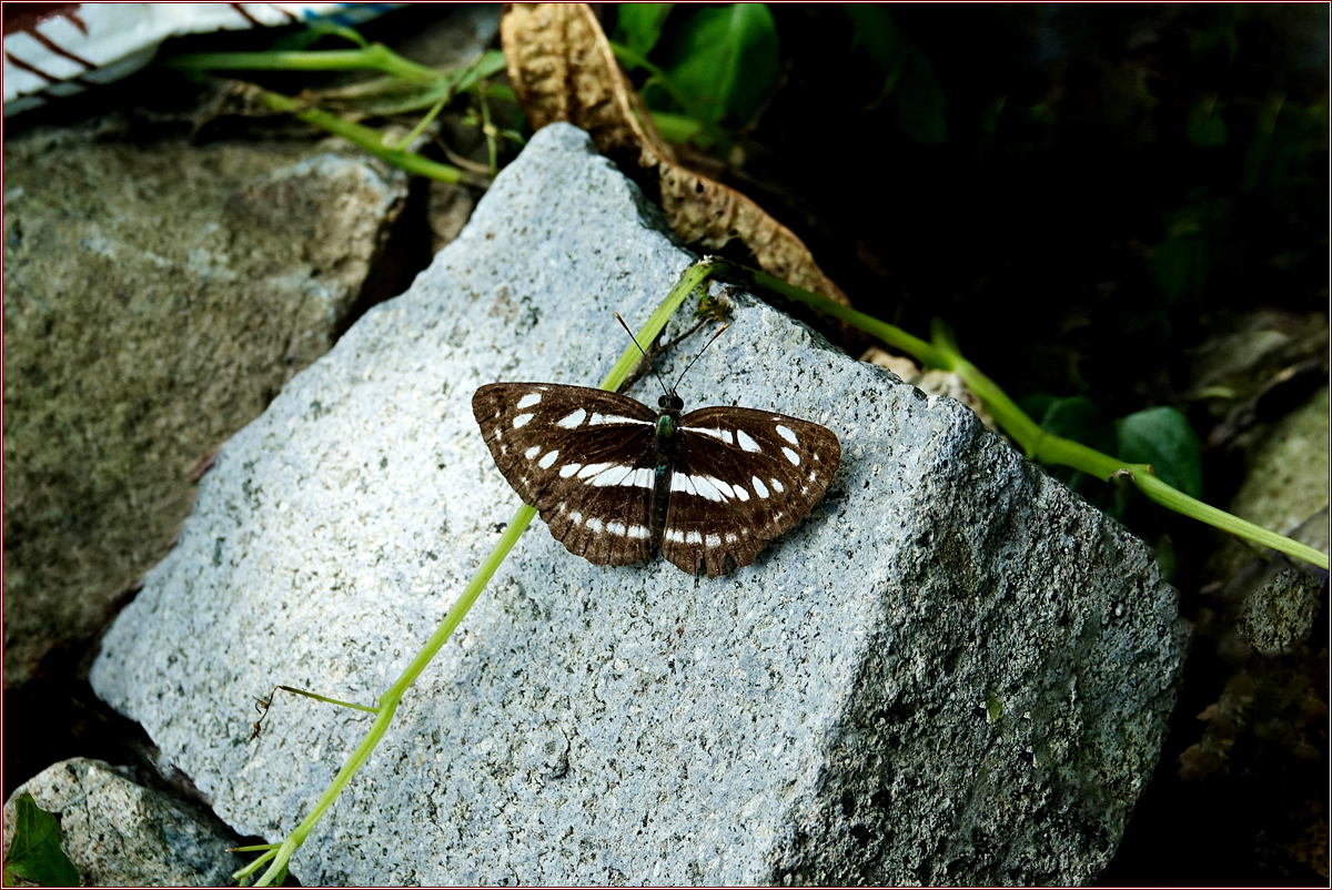 KHS05206애기세줄나비.jpg