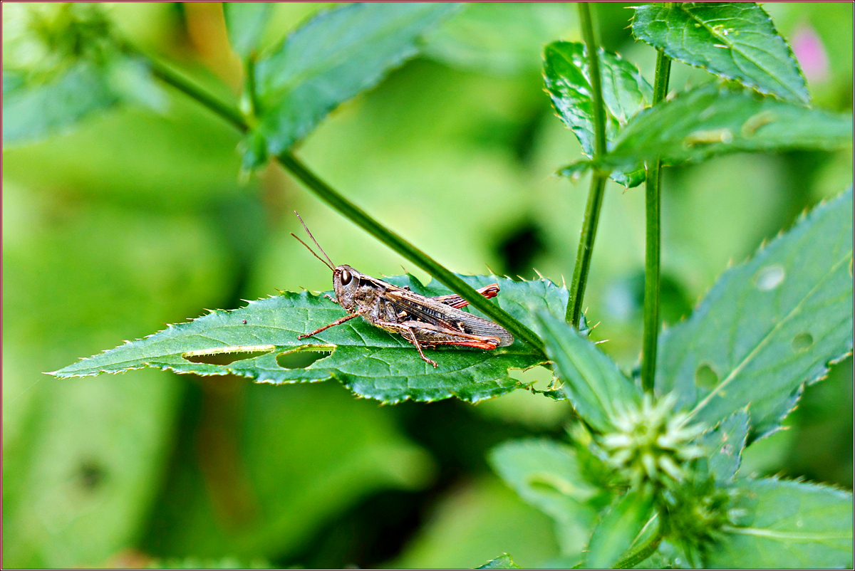 DSC06071극동애메뚜기.jpg