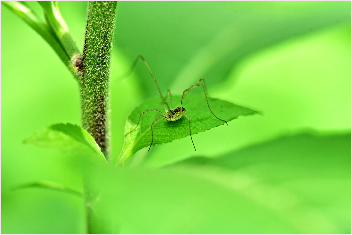 DSC_3758통거미(장님거미).jpg