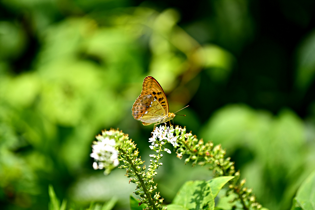 DSC_6000큰흰줄표범나비.jpg