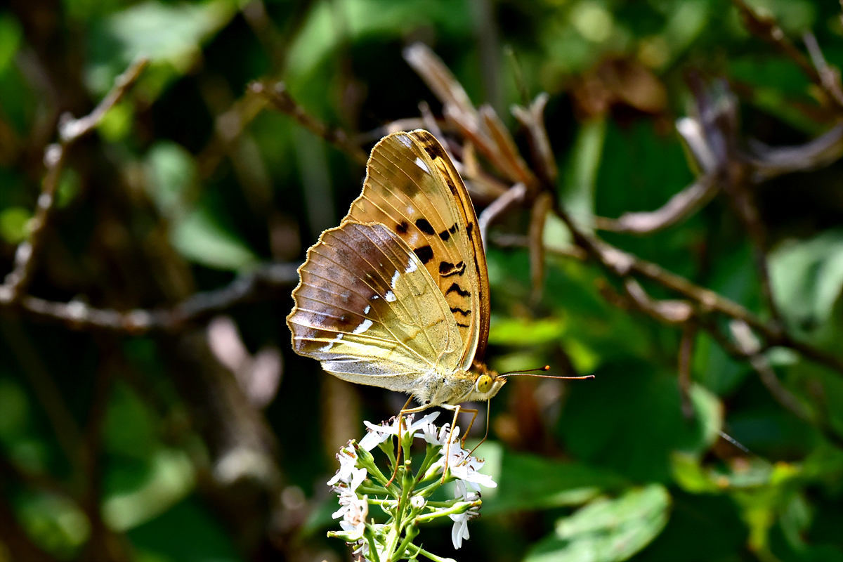 DSC_6007큰흰줄표범나비.jpg