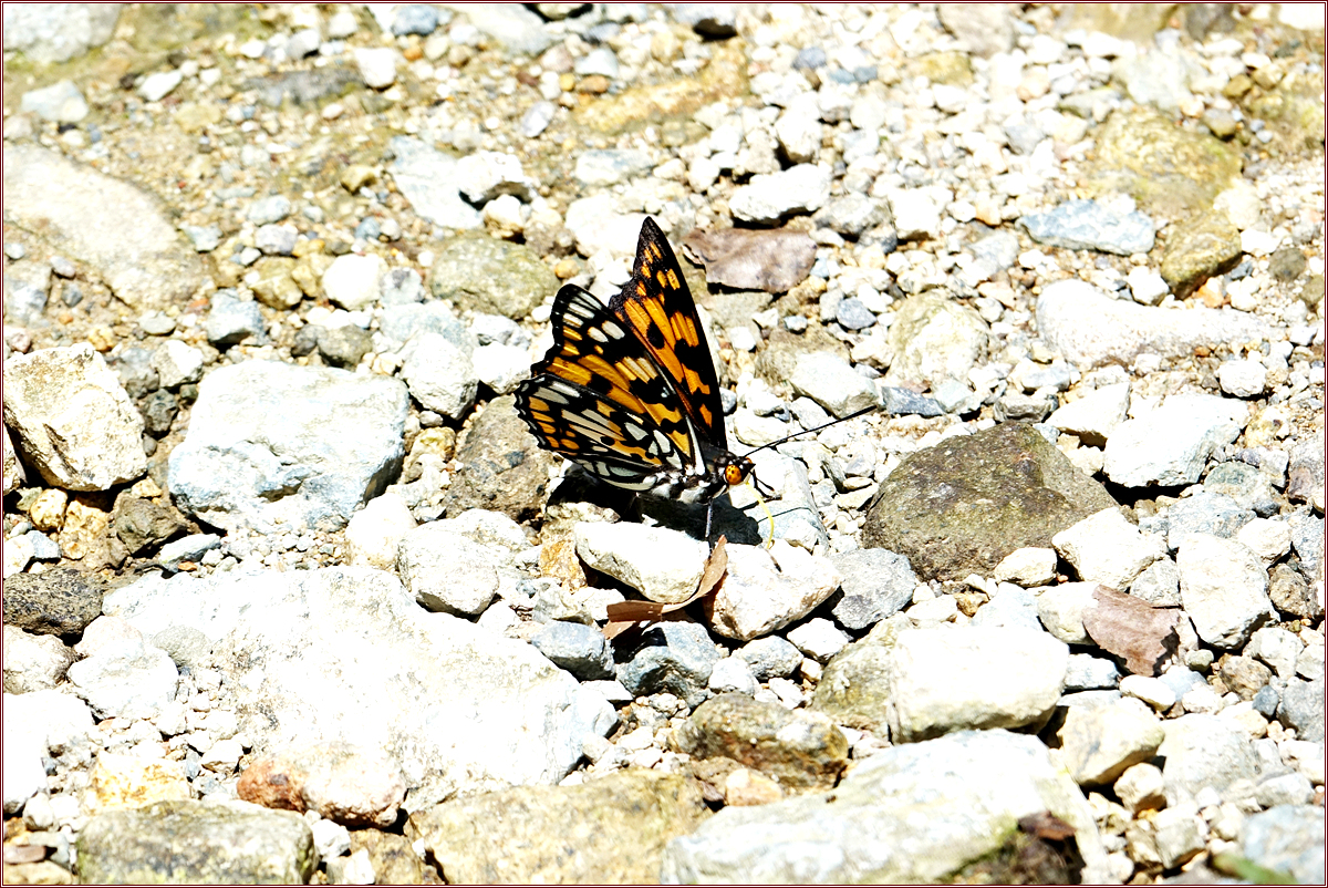 대왕KHS03493.jpg