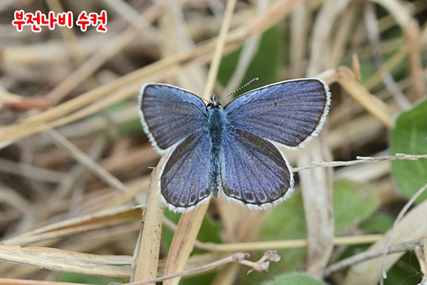 부전나비 수컷.jpg