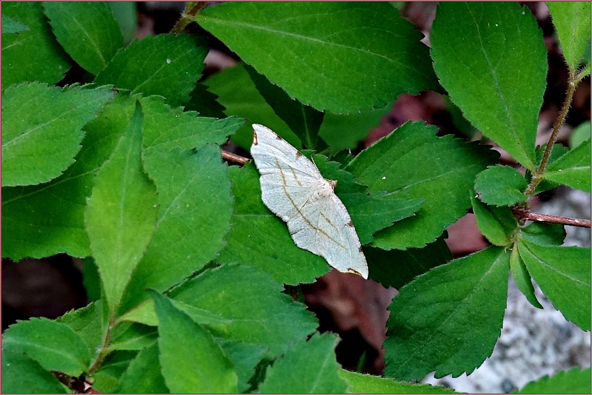 KHS00384.jpg
