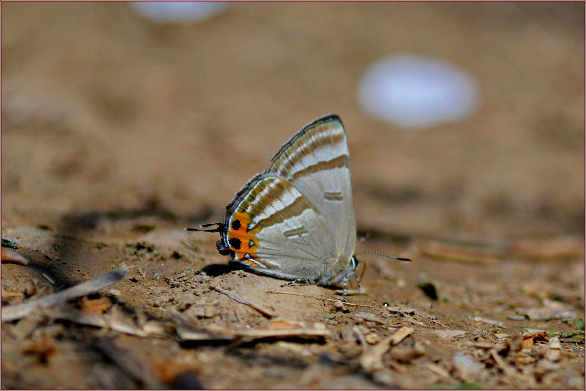 DSC_7171범부전나비 암컷.jpg