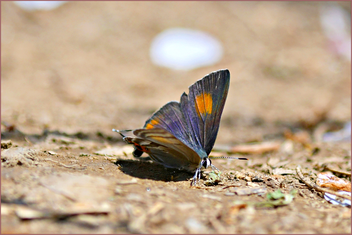 DSC_7175.jpg