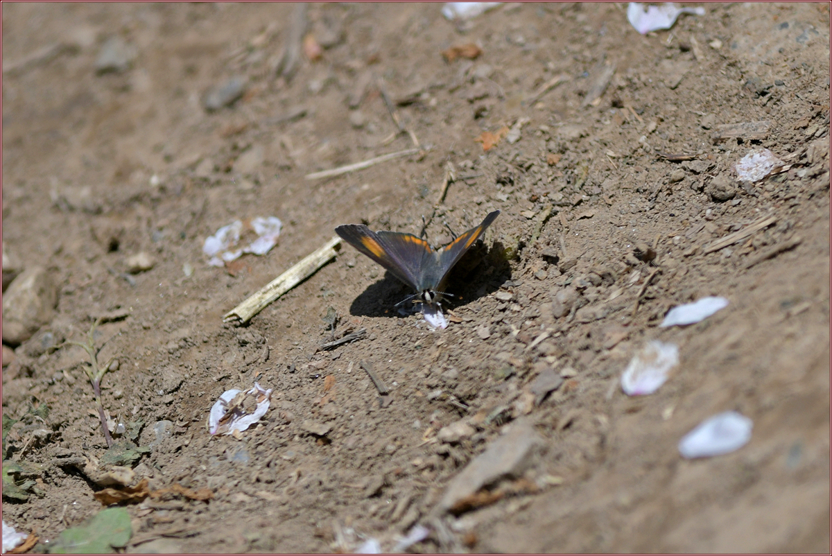 DSC_7181.jpg