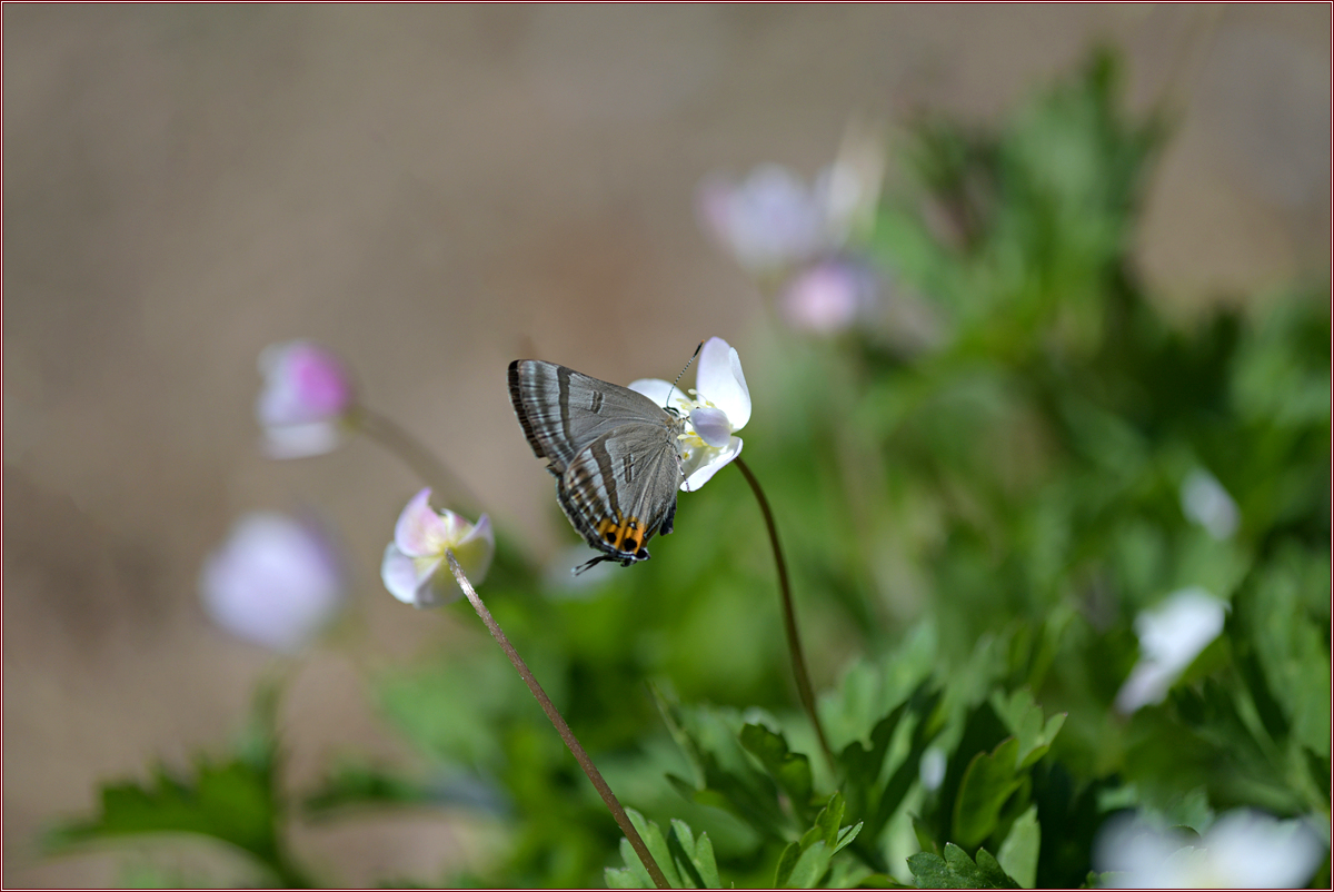DSC_7192.jpg