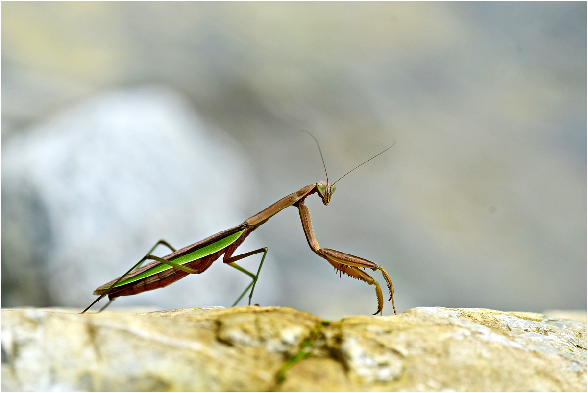 DSC_1838왕사마귀.jpg