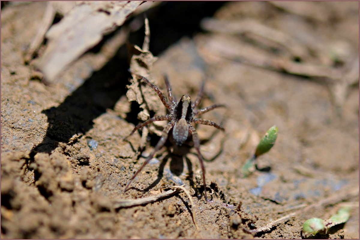 DSC_1007뫼가시늑대거미♂.jpg