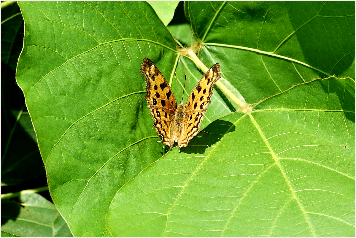 KHS05559.jpg