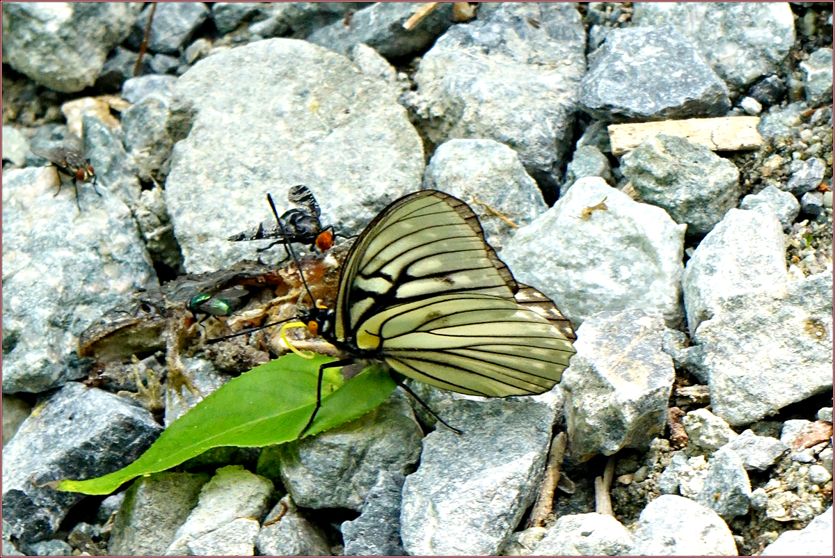 DSC05195흑백알락나비(봄형).jpg