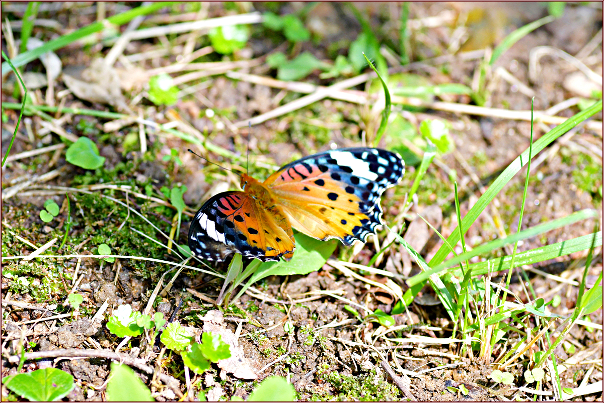 DSC_2759.jpg