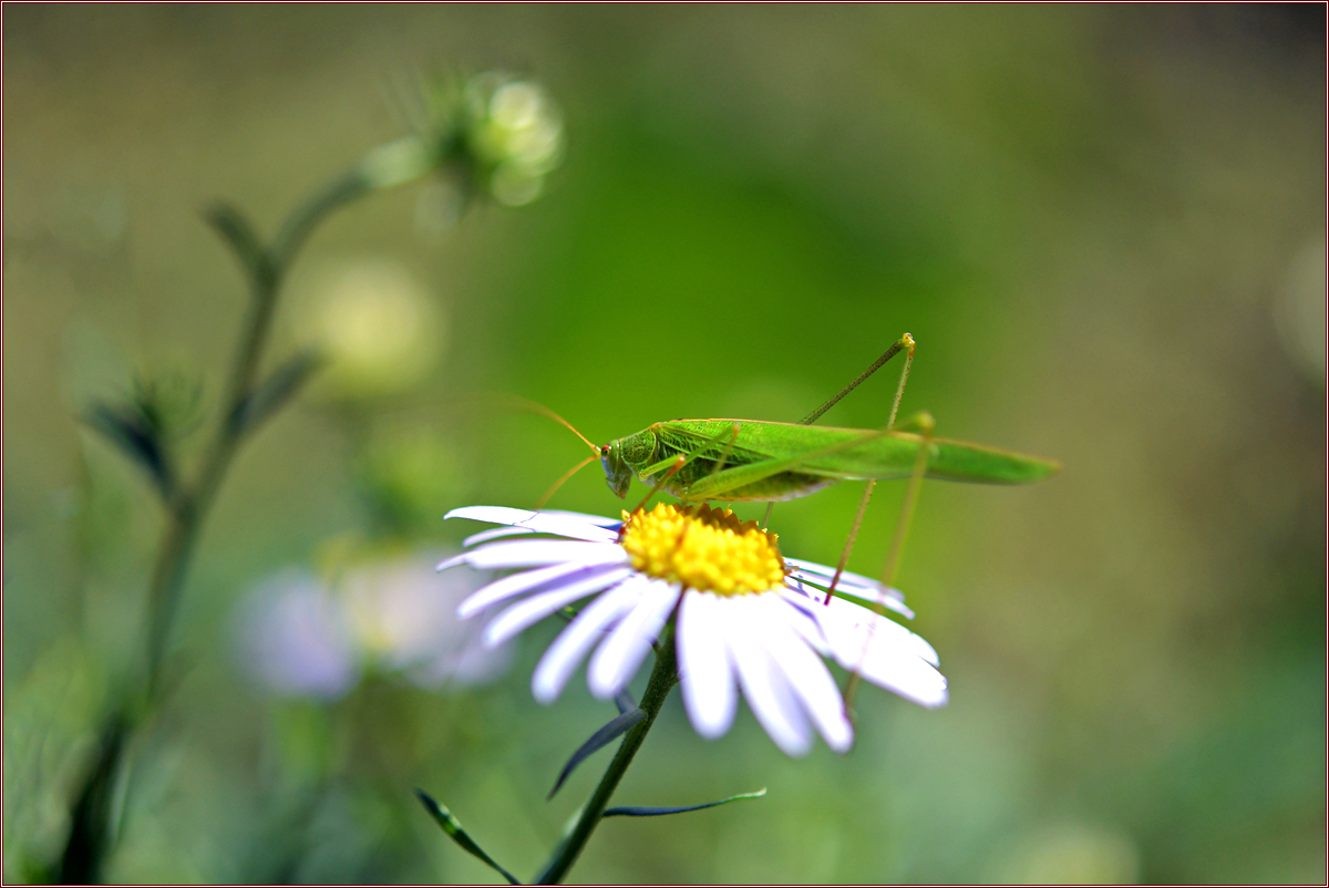 DSC_6596.jpg