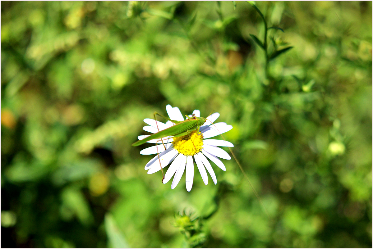 DSC_6594.jpg