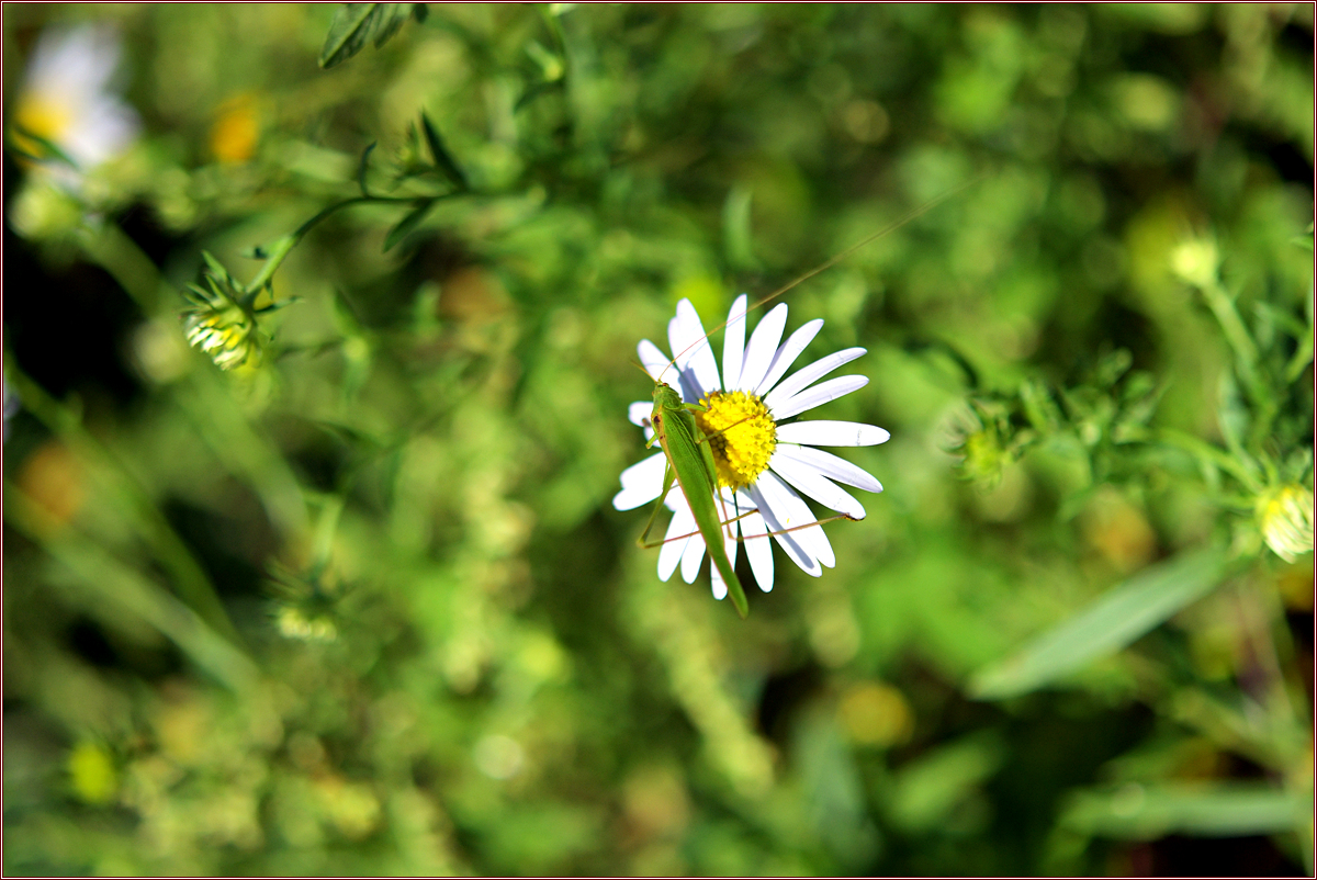 DSC_6595.jpg