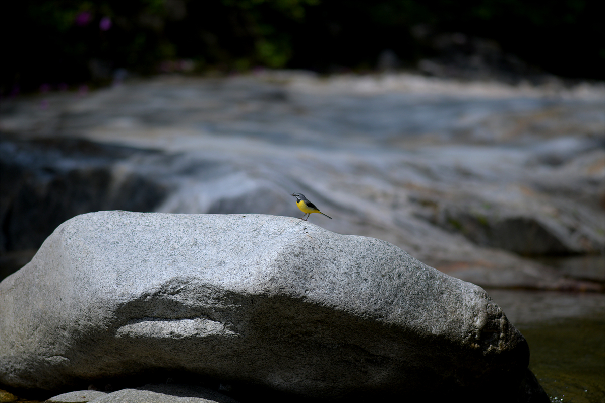 DSC_0500.jpg