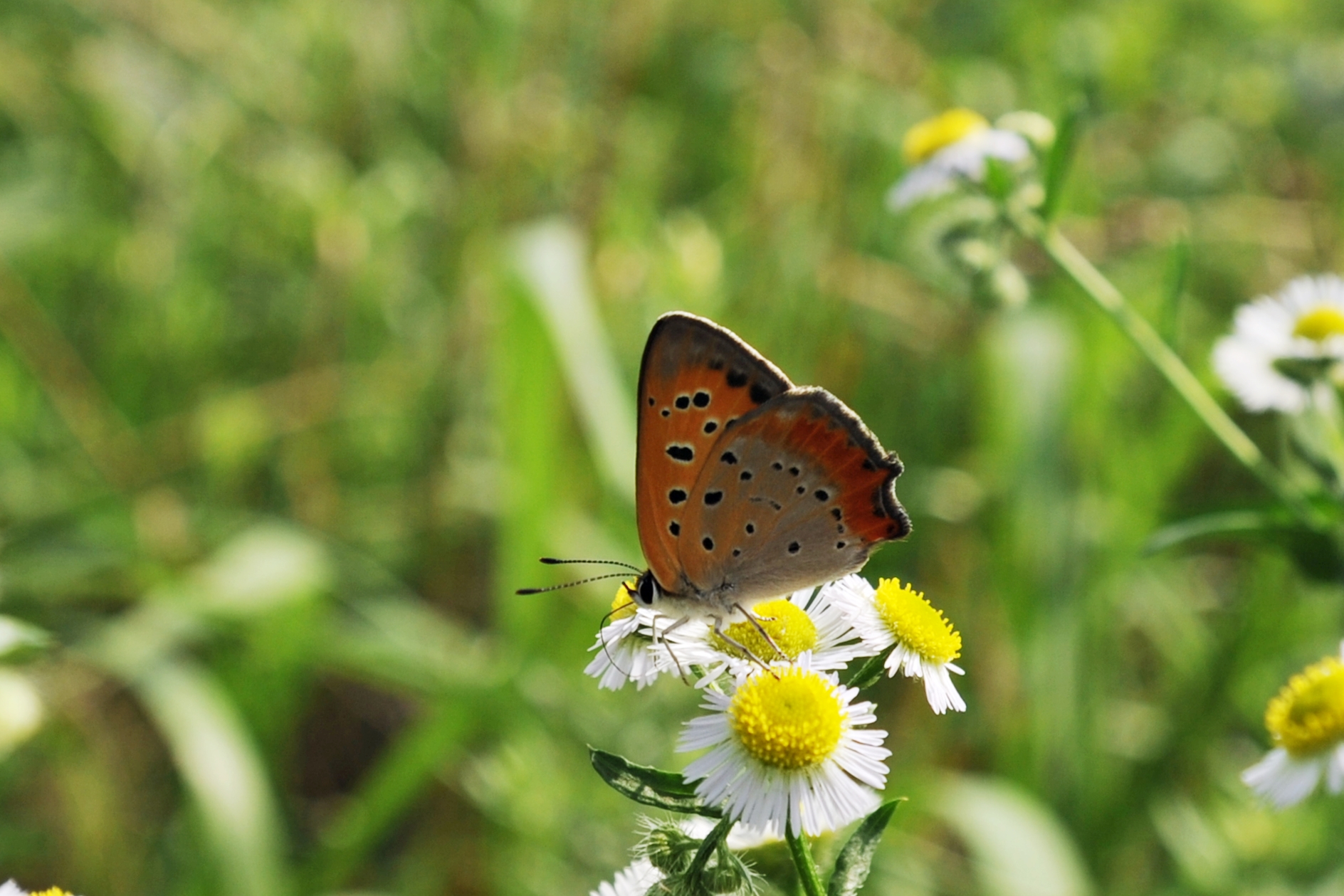 DSC_7311.JPG