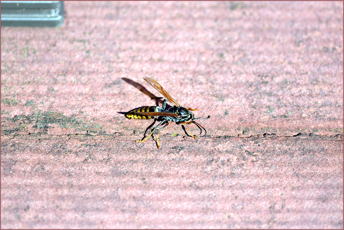 DSC_6694.jpg
