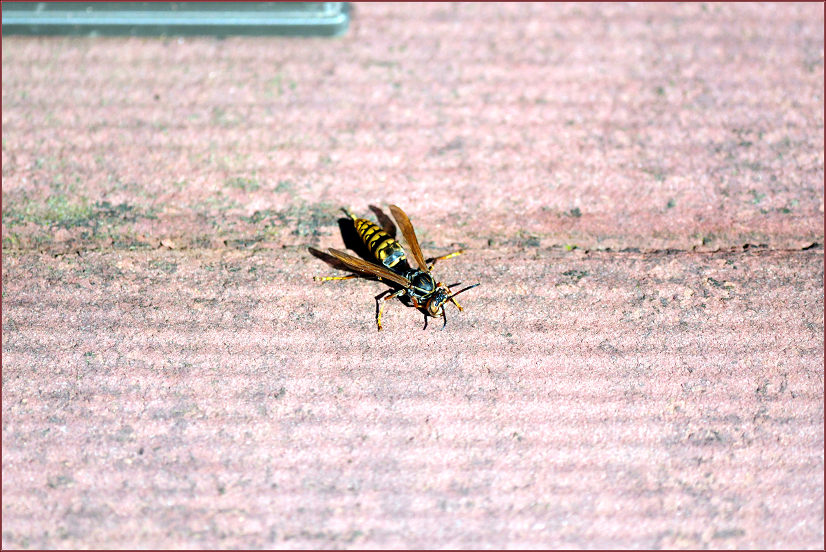 DSC_6692.jpg