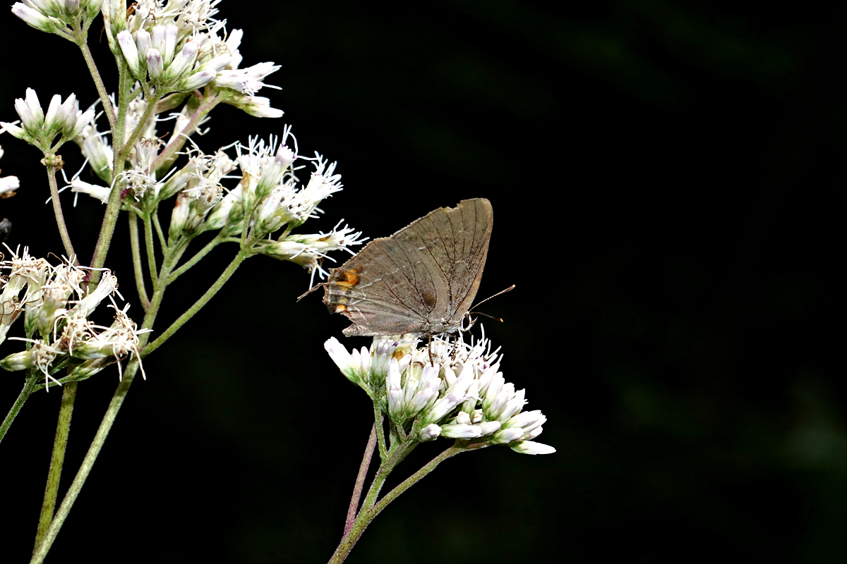 DSC07564참까마귀부전나비.jpg