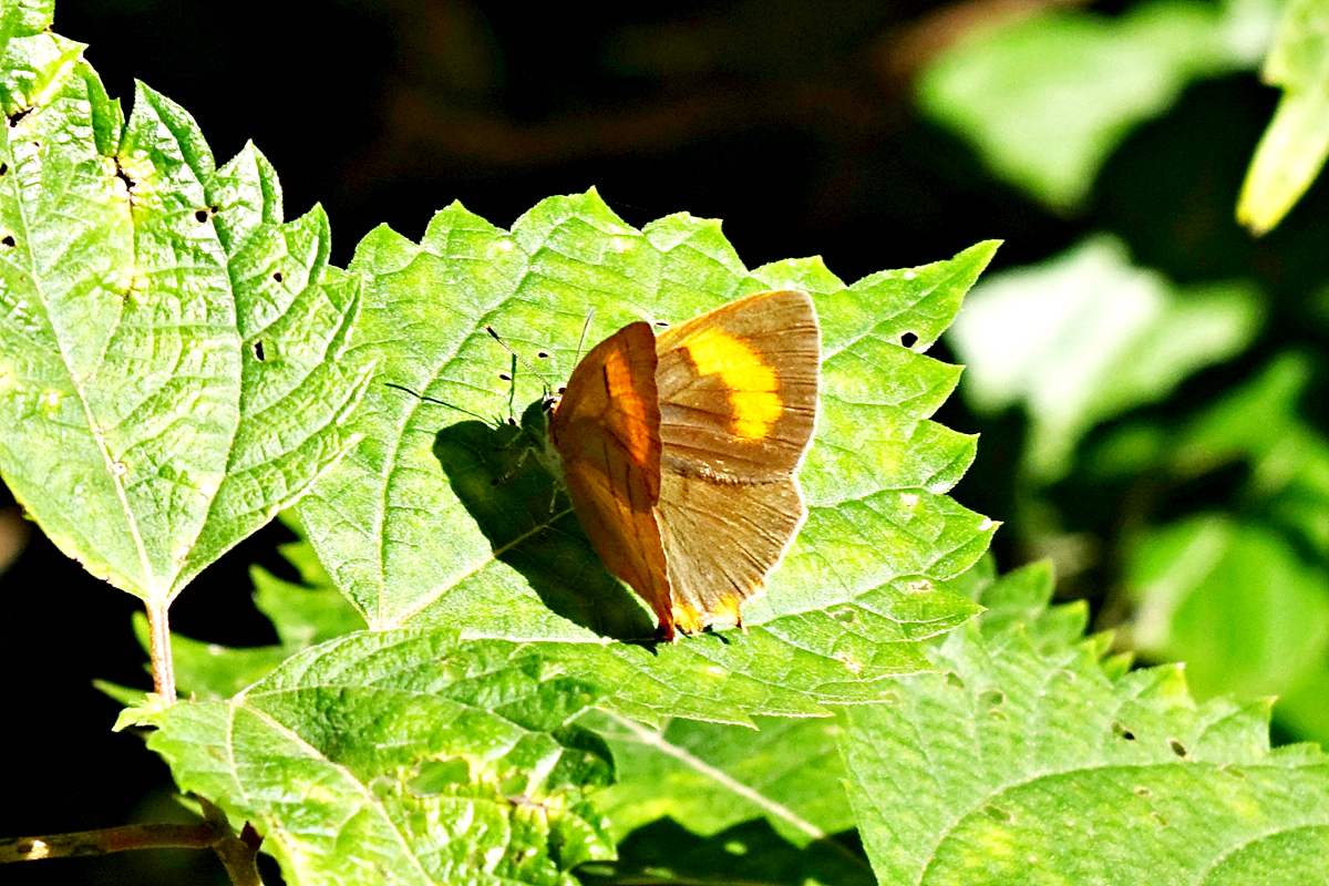 DSC00502암고운부전나비♀_2.jpg
