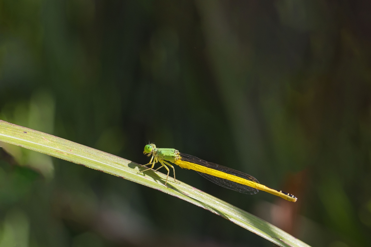 1E6A7205.jpg